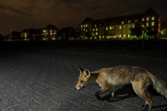 Hunting around the Barracks