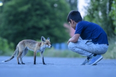 Stanko, the fox whisperer