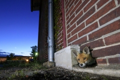 A fox in a wall