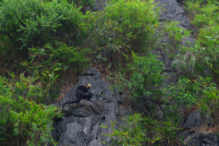 Looking for the Cat Ba Langur