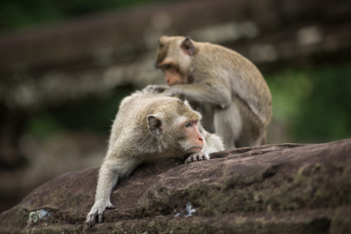 Angkor's dwellers