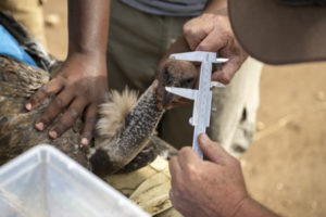 vulture conservation, training against vulture poisoning, vultures decline, endangered species