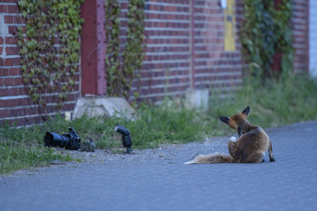 Camtraptions and fox