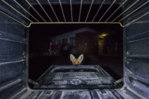 fox in an oven.